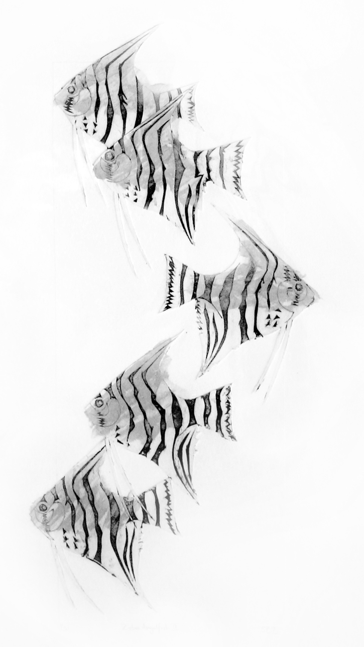Zebra Angel Fish II