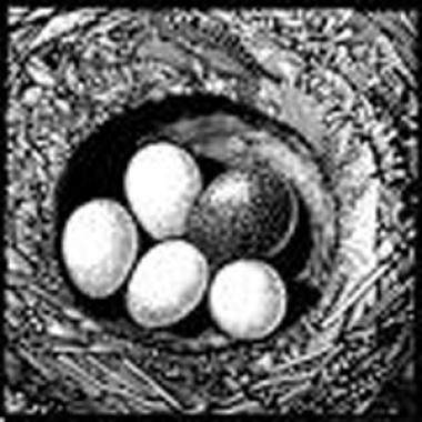 Cuckoo Egg