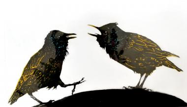 A Squabble of Starlings