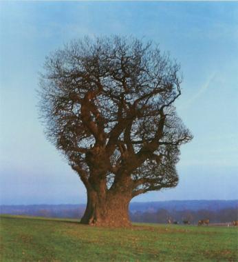 The Tree of Half Life