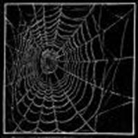 Spider Web by Colin See-Paynton