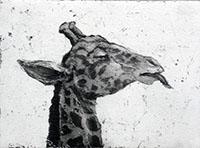 Giraffe by Chris Salmon