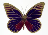The Souls I - Imperial purple / fuchsia pink / cool gold by Damien Hirst