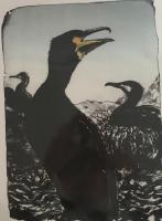 Cormorant by Louise Scammell