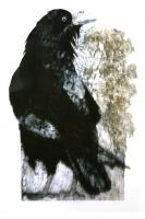 Raven With Oak Leaves by Sue Brown