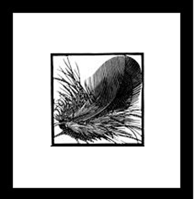 Chough Feather