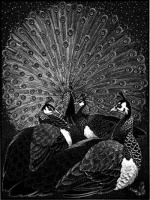 Ostentation of Peacocks by Colin See-Paynton