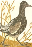 Moor Hen by Elizabeth Rashley