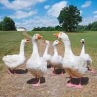 Six Geese by StormStudios (after Thorgerson) Storm Thorgerson