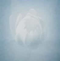 White Lotus by Tokitoh Ayako